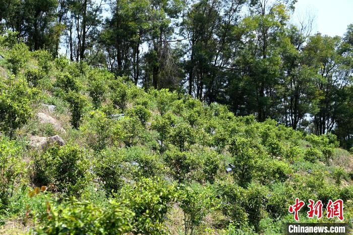 張高漢在深山內(nèi)大力發(fā)展林下經(jīng)濟?！埥鸫?攝