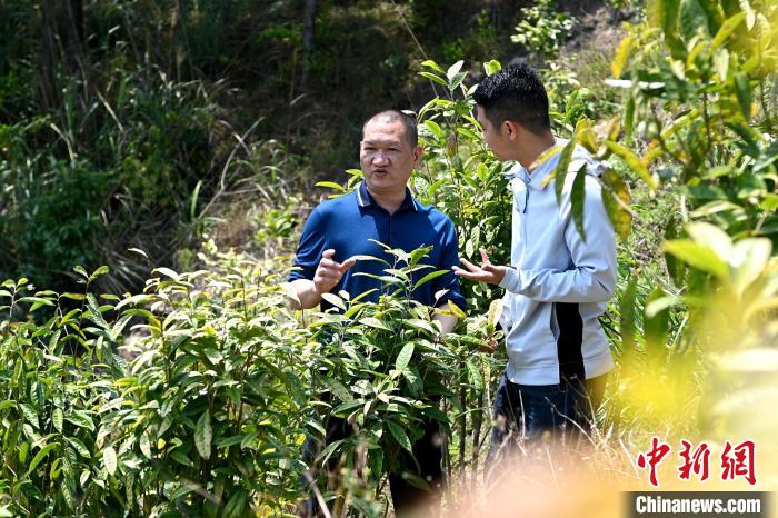 張高漢向參訪者介紹金花茶種植情況?！埥鸫?攝