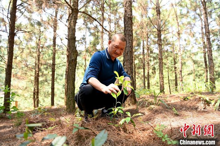 張高漢查看在松樹林下剛套種不久清明茶的生長情況?！埥鸫?攝